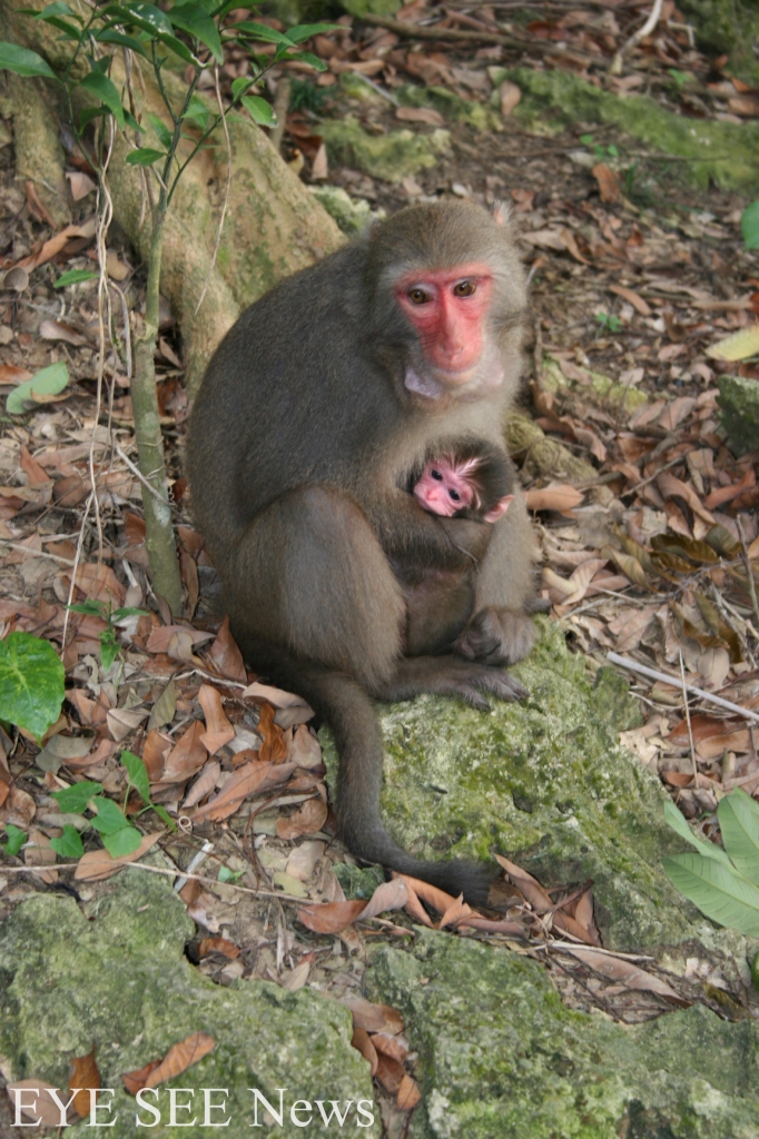 柴山獼猴
