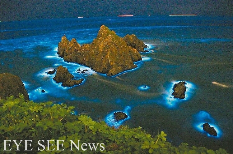 馬祖當地俗稱的「藍眼淚」 圖/連江縣政府 馬祖當地俗稱的「藍眼淚」 圖/連江縣政府