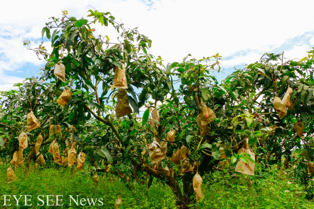 六龜金煌芒果園套袋