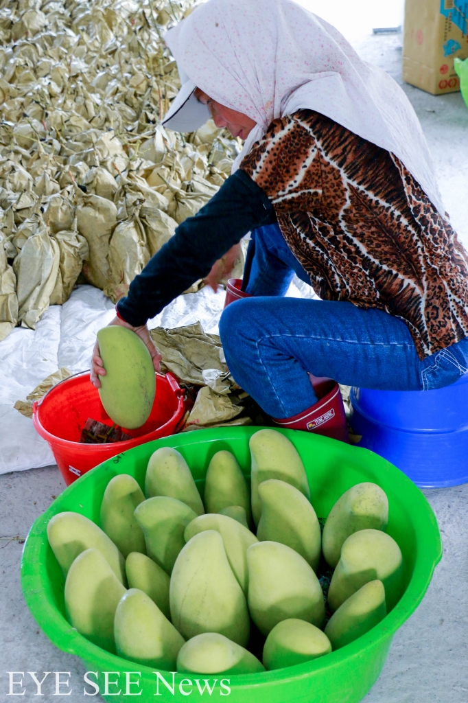 金煌芒果進行滴乳汁