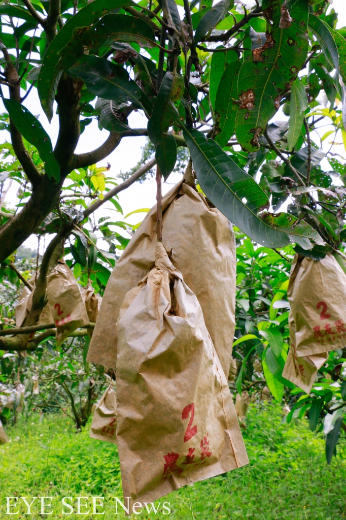 幼果時進行套袋