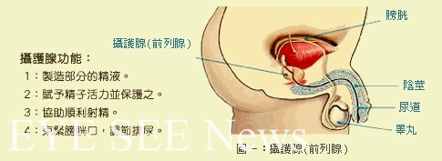 攝護腺的功能 (圖-醫學網站)
