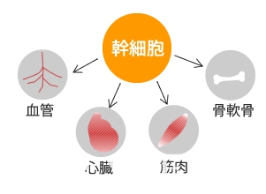 幹細胞療法應用在人體層面廣。圖/醫學網站