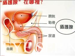 男性攝護腺的生理構造及解剖位置(圖-醫學網站)