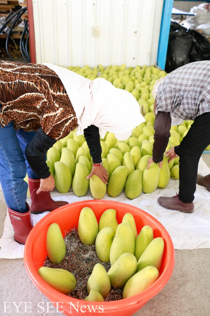 催熟後預備出貨的金煌芒果