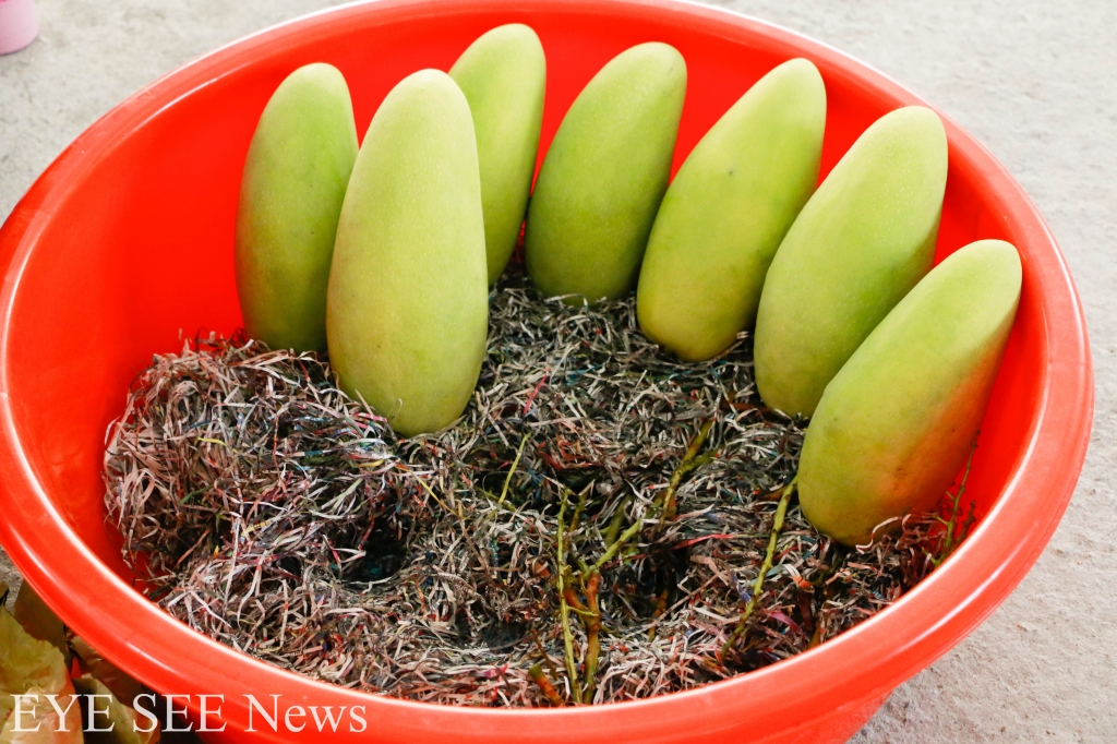 放置於電土進行催熟的金煌芒果