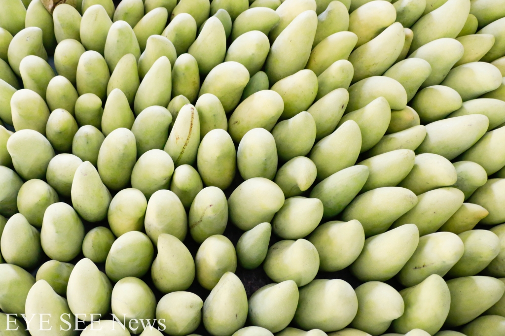 六龜金煌芒果盛產中