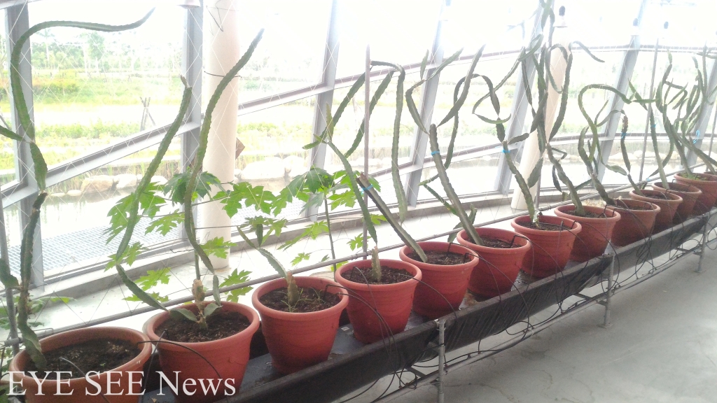 中台灣創新園區溫室植物。圖/記者拍攝 中台灣創新園區溫室植物。圖/記者拍攝
