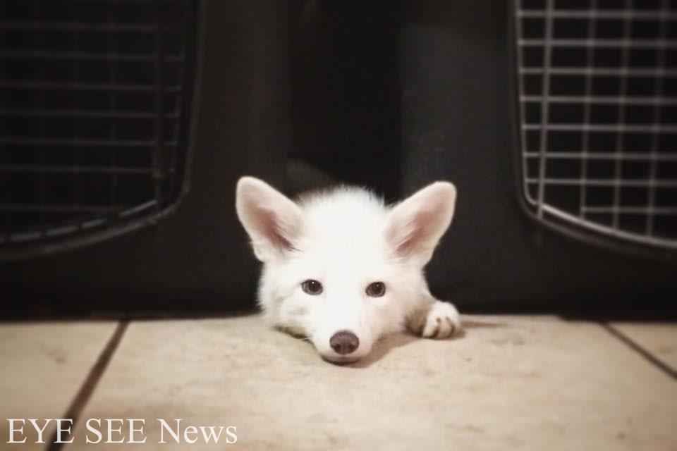 狐狸寶寶Rylai 圖/instagram