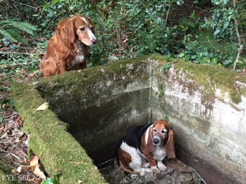 在美國這隻狗兒見同伴被困在廢棄蓄水池裡，不離不棄，真摯感情令人動容。圖/臉書
