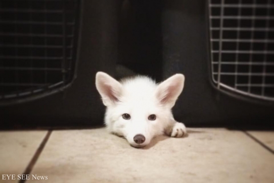 狐狸寶寶Rylai  圖/instagram