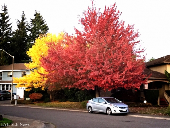 9月底的西雅圖進入秋天，街道上處處可見美麗的楓葉。