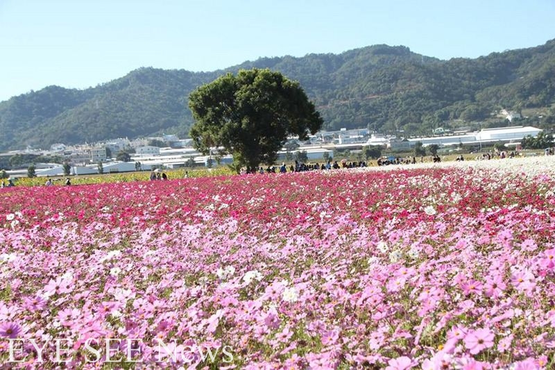 新社花海台中國際花毯節11/7登場。圖/農委會