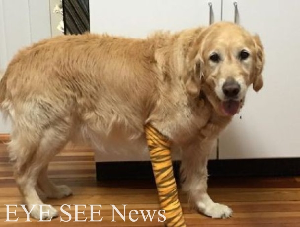 美國紐約8歲導盲犬菲戈（Figo）擋巴士救主人。圖/美聯社