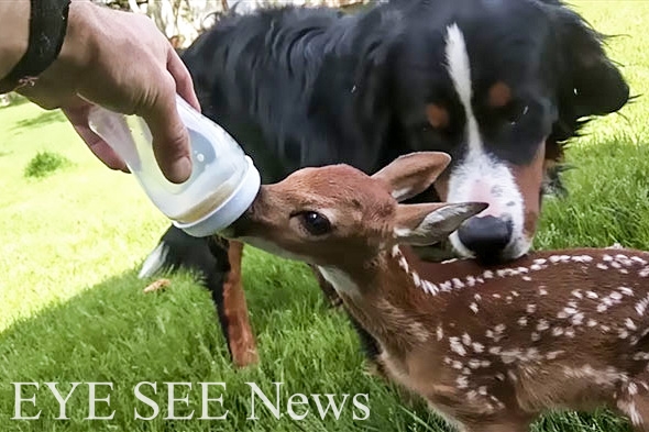 Darius Sasnauskas所幫助的小鹿 圖/Bored panda