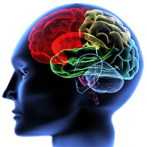 腦對人類很重要(圖源:wiki)