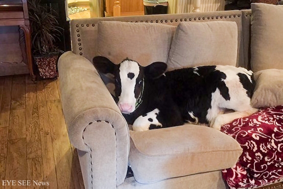 小牛Goliath喜歡依偎在溫暖的沙發裡。圖／mymodernmet.com
