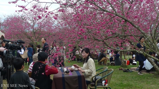國立暨南國際大學的櫻花林1月23日至2月21日將舉辦結合「櫻花」與「中國茶道」及「野餐」的賞櫻活動，歡迎民眾利用寒假及春節假期前往。圖／日月潭國家風景區管理處提供