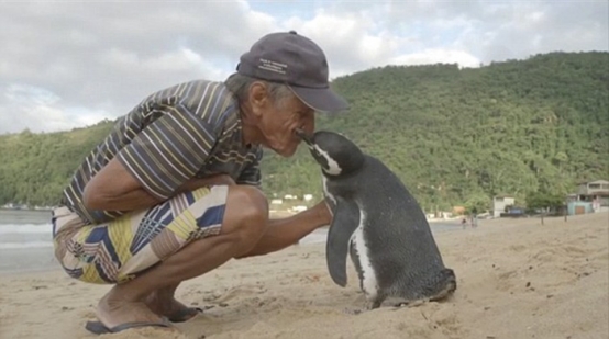 狄蘇薩與企鵝相識5年，情感非常好。圖／取自boredpanda