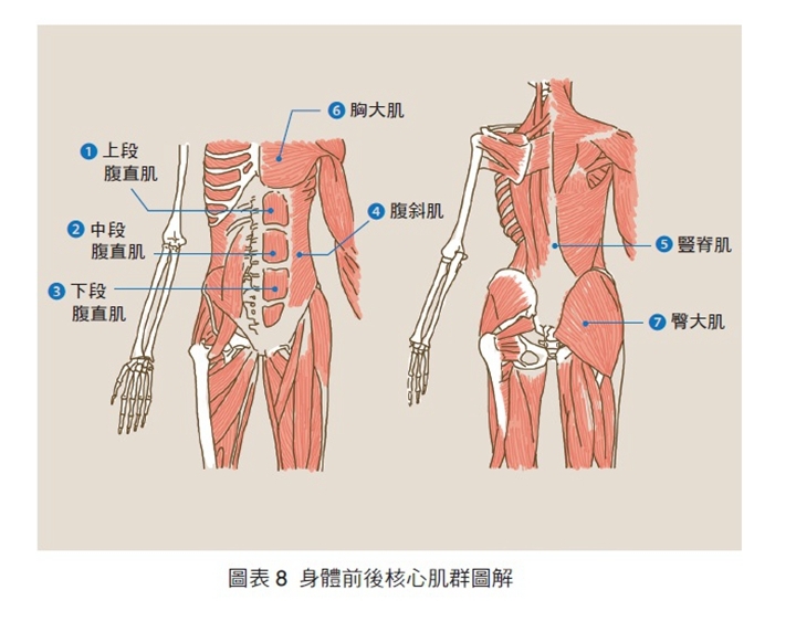 跑步可以讓神經控制肌肉纖維收縮的反應速率變快，所以記得鍛鍊核心肌群。(圖文／醫學網站核心肌群分布圖)