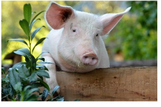 英國科學家成功在豬胚胎中注入人類的幹細胞，然後讓母豬孕育胚胎，讓長成後的小豬擁有人類器官，以便未來供病人使用。(圖／網路)