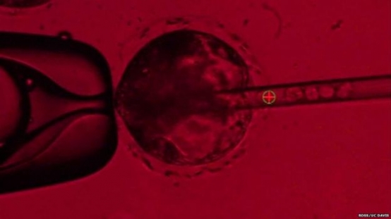 人類幹細胞（右方管子內的球狀物體）進入豬胚胎的注射過程。圖／BBC、UC DAVIS