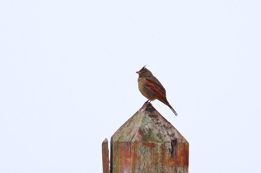 林智偉在馬祖東引所拍「冠鵐」(Crested Bunting)。圖/林智偉提供