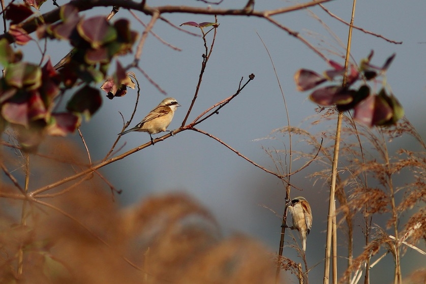 賞鳥玩家林智偉在金門拍到的「攀雀」(Chinese Penduline-Tit)。圖/林智偉提供