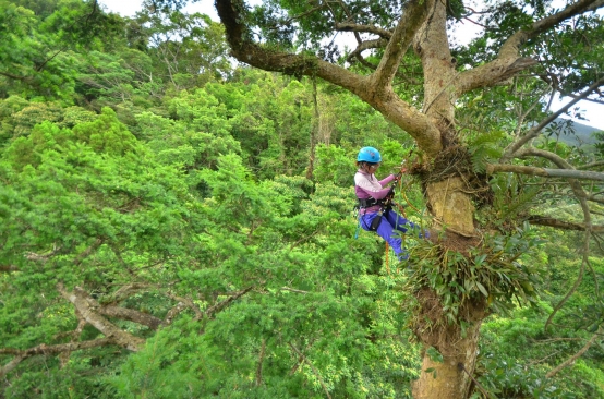 攀樹師繫著繩索，在林間飛躍。圖為學習攀樹的學員。 圖／攀樹趣粉絲團