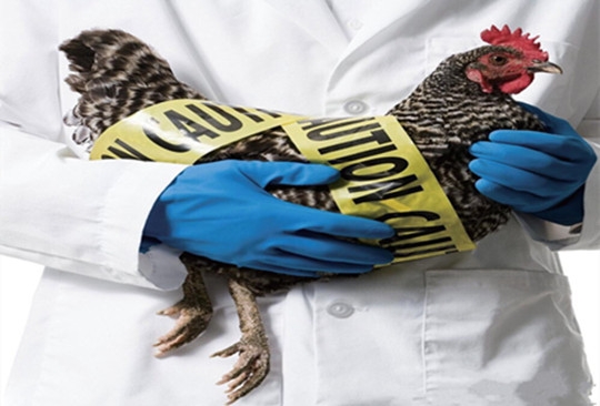H5N6禽流感來勢洶洶,全國防疫總動員啟動。(圖/醫學網站) H5N6禽流感來勢洶洶,全國防疫總動員啟動。(圖/醫學網站)