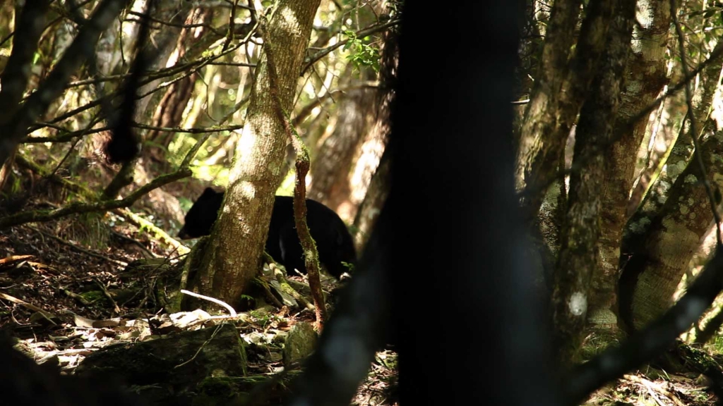 電影拍攝團隊2011年年底，在大分地區與台灣黑熊相遇。圖／黑熊森林臉書粉絲專頁
