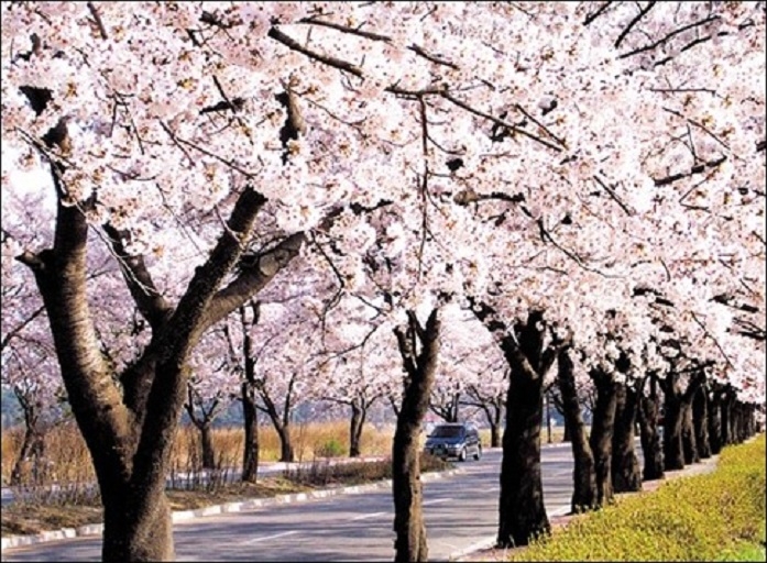 花朵盛開的櫻花步道。圖/網路