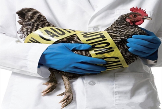 H5N6禽流感來勢洶洶，全國防疫總動員啟動。(圖／醫學網站)