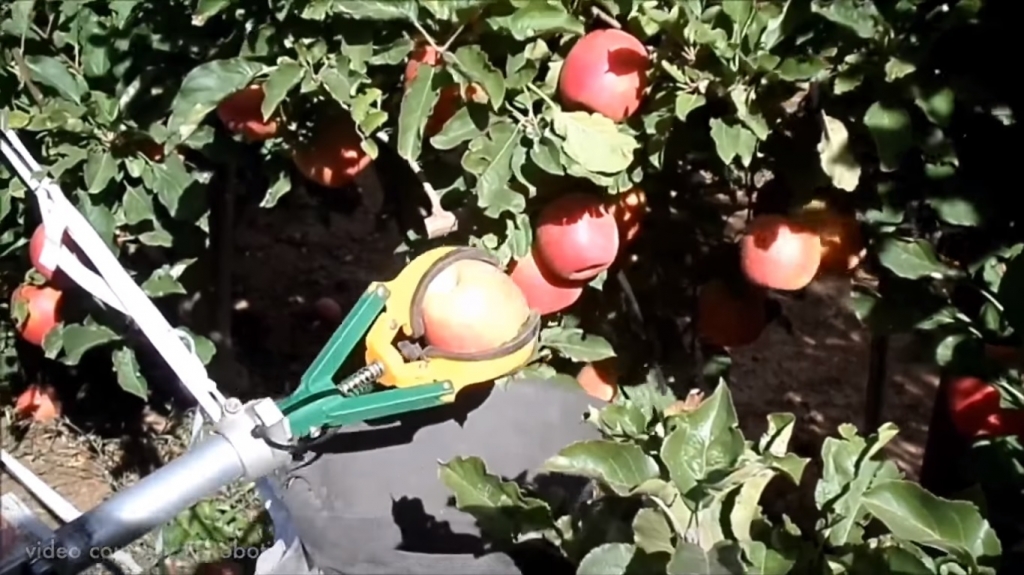 圖/GoodFruitGrower 圖/GoodFruitGrower
