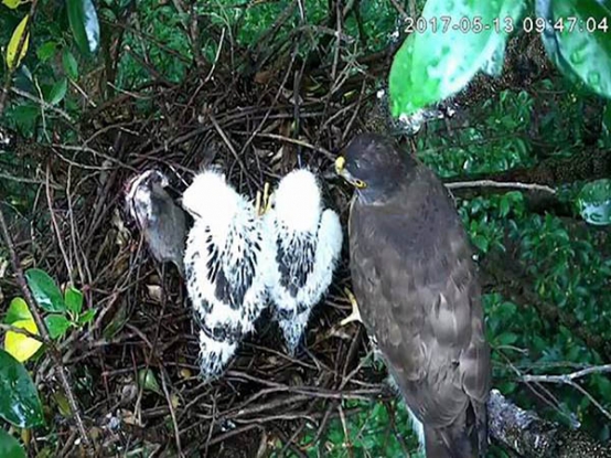 透過直播影像，民眾可以直接觀察珍貴的鳳頭蒼鷹育雛影像。圖╱台灣猛禽協會