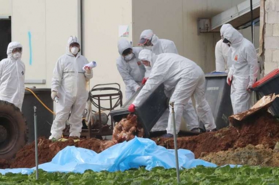 韓國再度傳出禽流感疫情，此次引發的病毒類型初步檢驗為H5N8。圖為去年11月，南韓衛生人員於某雞農場掩埋雞隻的資料畫面，該農場有大量雞隻感染H5N6禽流感病毒。圖片來源/路透社轉自Yonhap