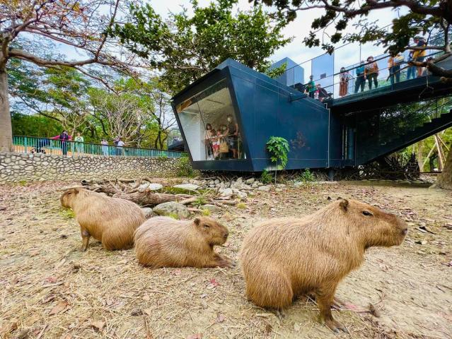 壽山動物園可觀賞呆萌水豚。圖／高雄市觀光局